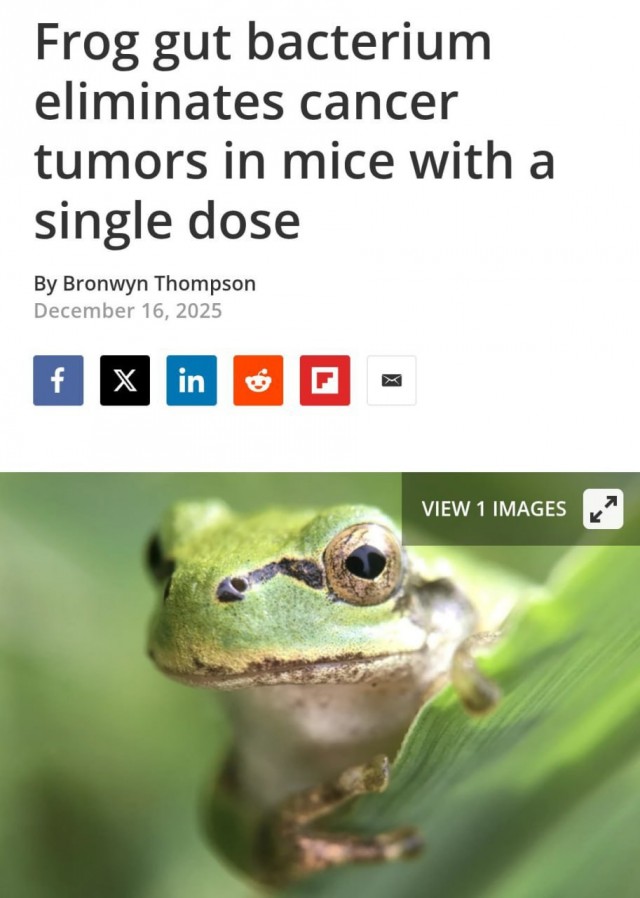 Рак будут лечить лягушками