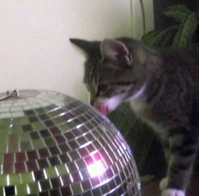 Когда коту делать нечего