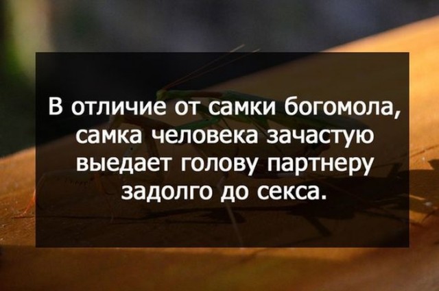 Картиночки, баянчики 17 января