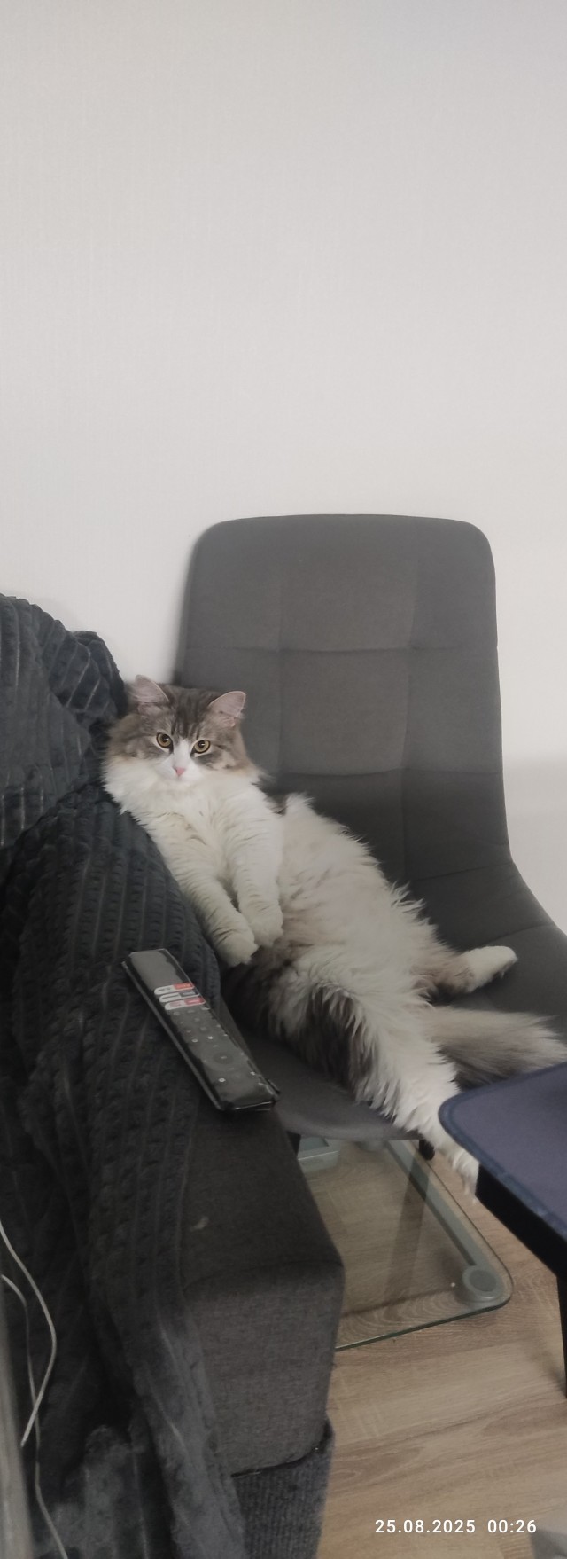 Котов вторник