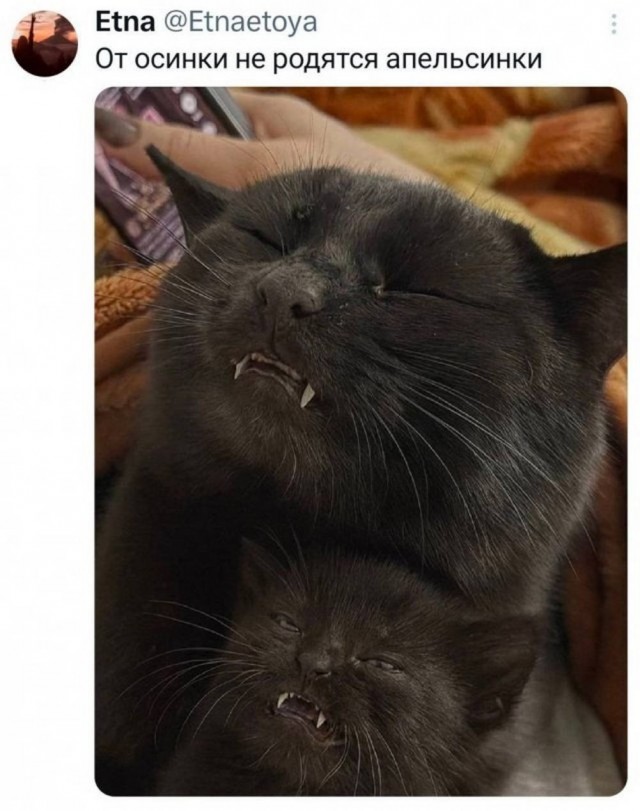 Я хожу везде пешком, будто ё*нутый мешком