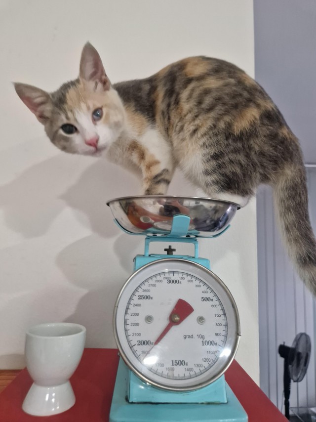 80 г => 3,1 кг (котовторник)