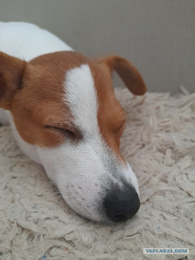 Не дать растаять Снегурчке. Нужна помощь всесильного Япа.