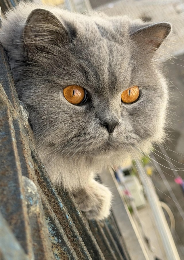 Рандомных фото котов тред