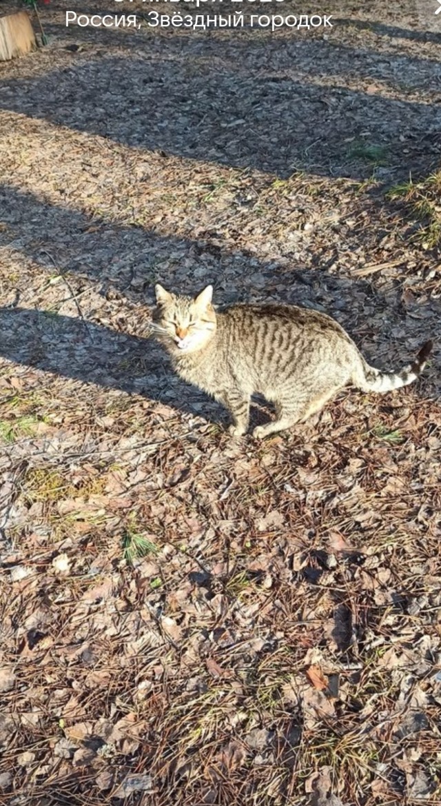 Уличные котики