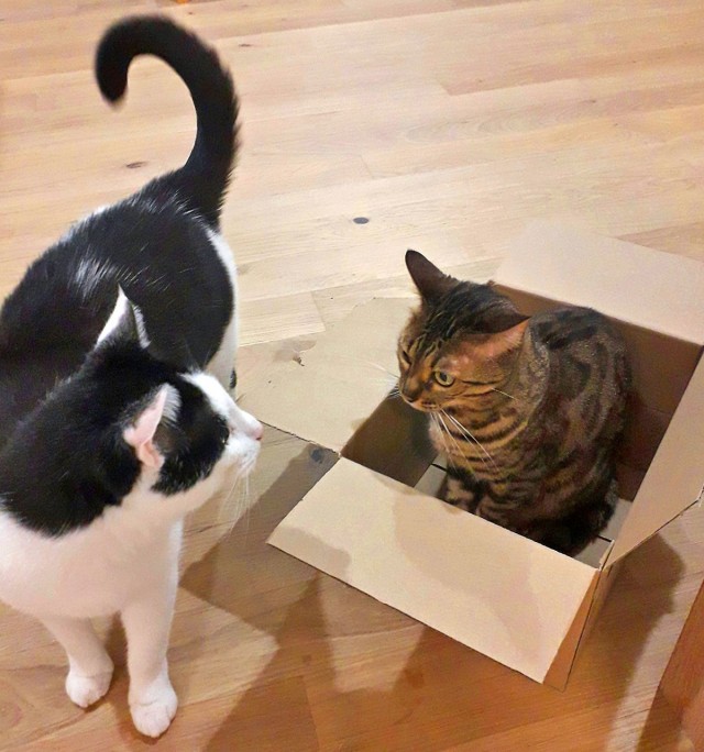 Коты и коробки