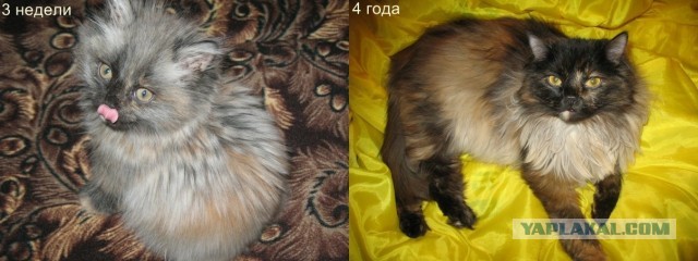 Коты и время