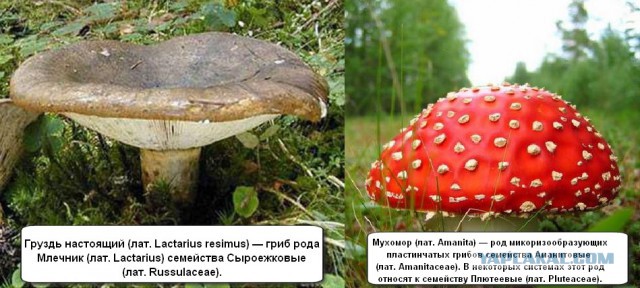 Минутка наркомании