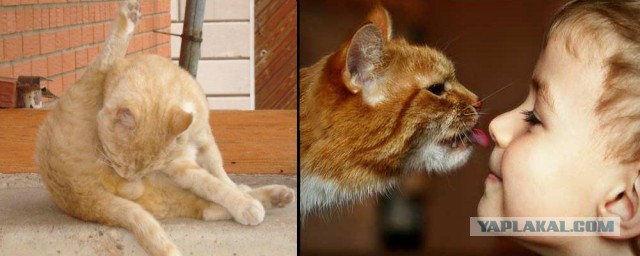 Младенец и котэ