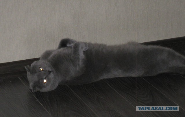 Котовторник   31.12.  2013