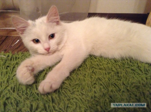 Котовторник 04.03.2014