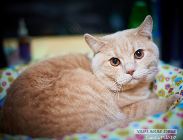 Котовторник 04.03.2014
