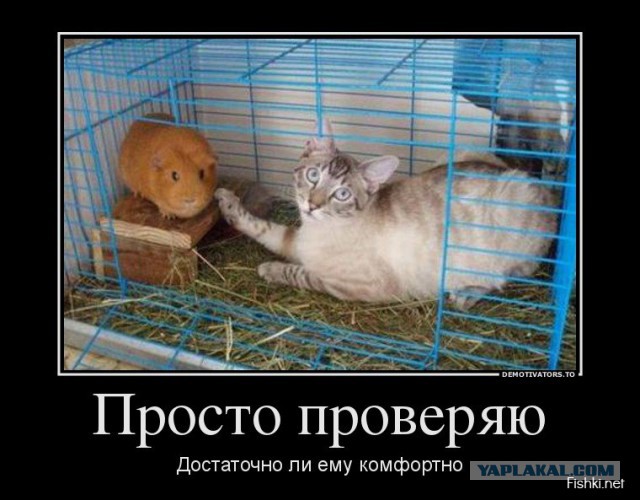 Демотиваторы.