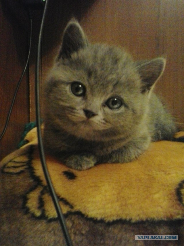 Котовторник 29.04.14.