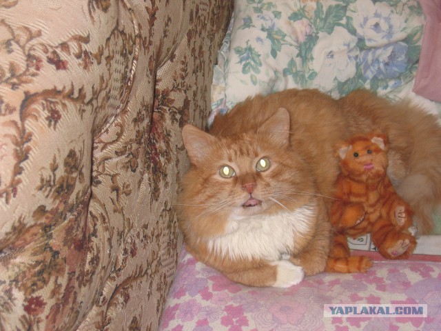 Котовторник 20.05.2014