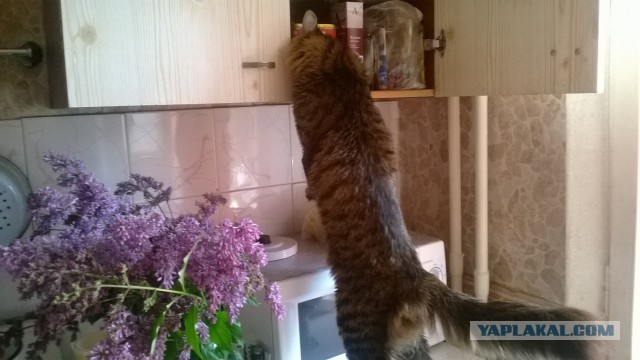 Котовторник 24.06.2014