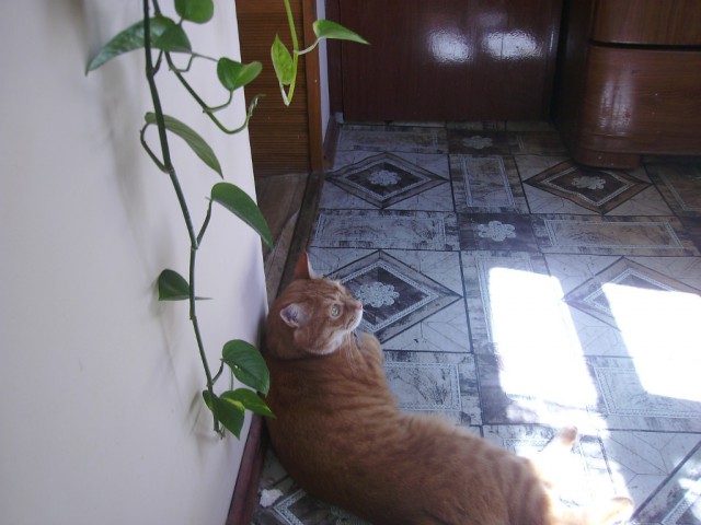 Котовторник 01.07.2014