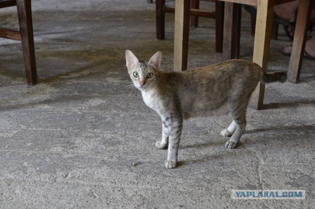 Котовторник  08.07.2014