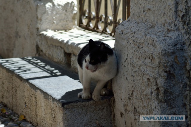 Котовторник 28.10.2014