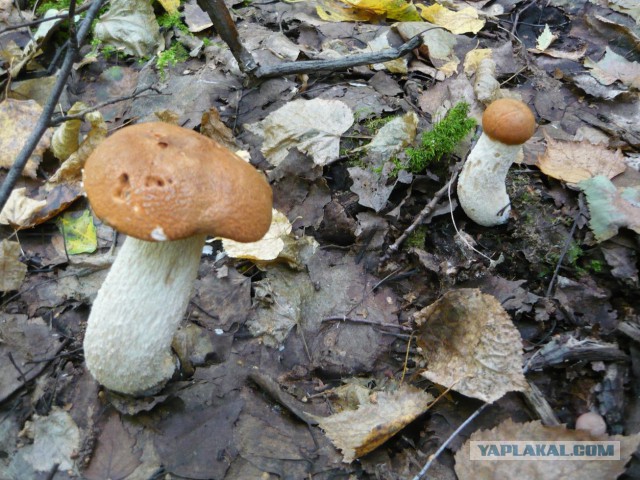 Вспомним лето! Вылазка за грибами.