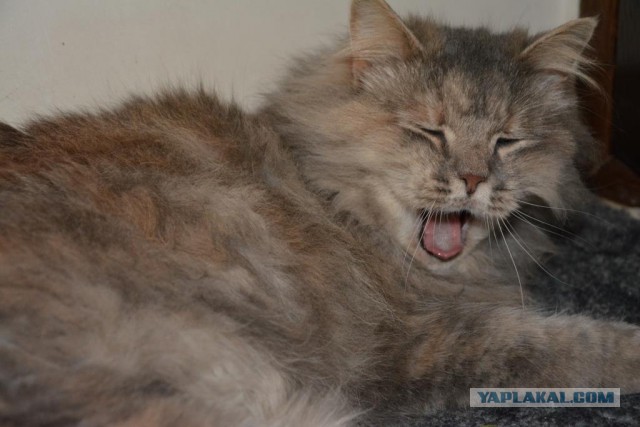 Котовторник 27.01.2015