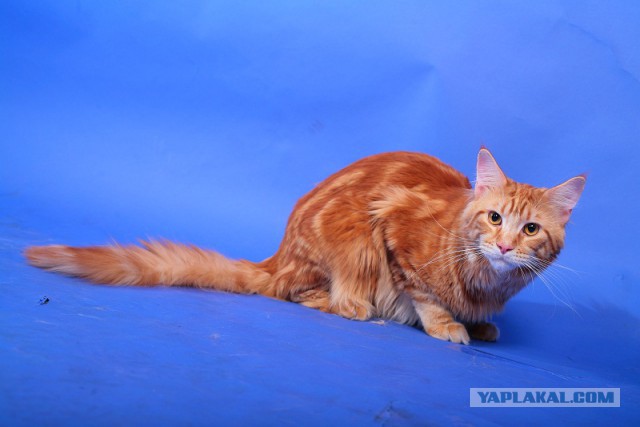 Котовторник