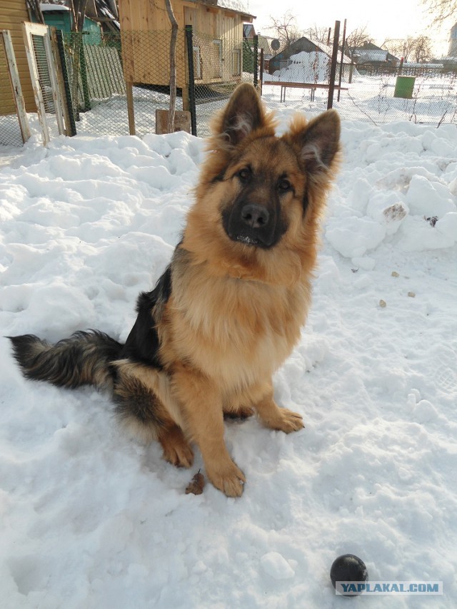 Мои щенки