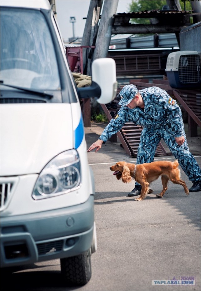 Центр кинологической службы Упр-ния на транспорте