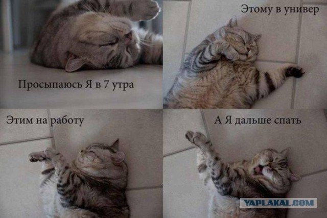 41 веселая картинка