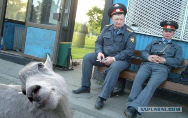 41 веселая картинка