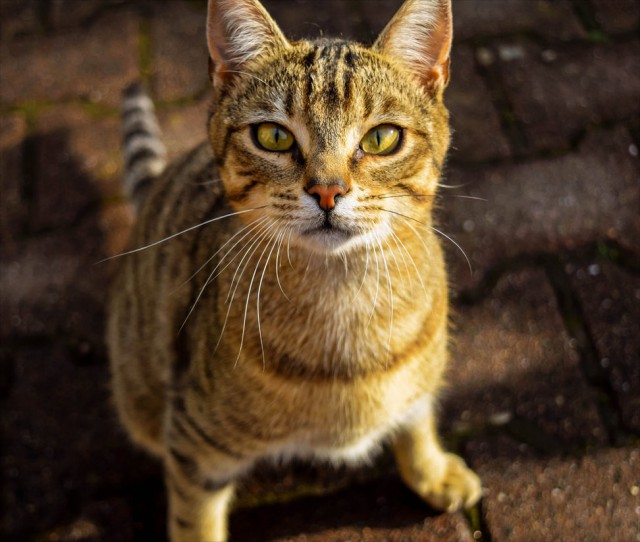 Котовторник 7.07.2015