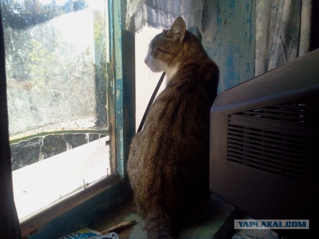 Котовторник 29-09-2015,