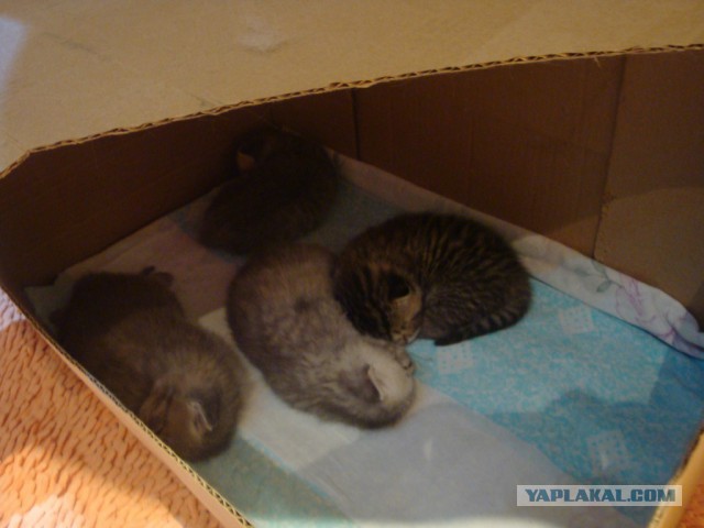 Котовторник 06.10.2015