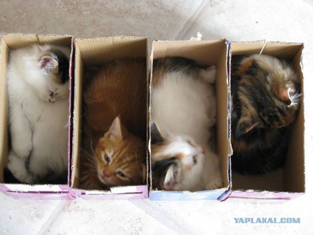 Коротко о выходных