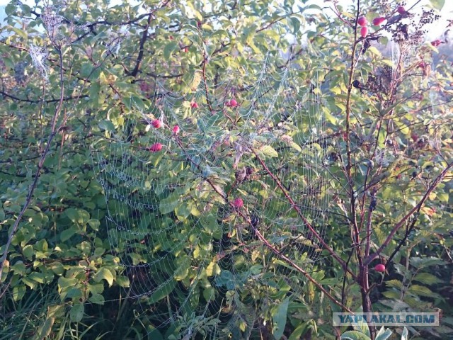 Я узнал, что у меня есть огромная семья