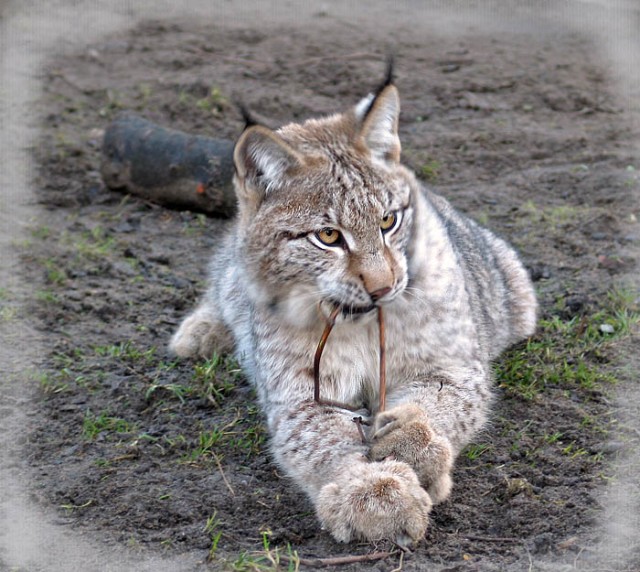 ДИКИЕ КОШКИ