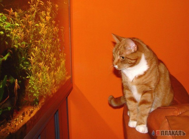 Коты Среды