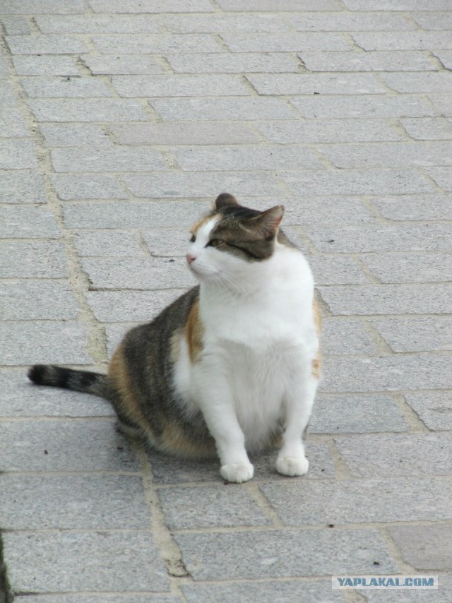 В Оптиной пустыни коты ежедневно совершают крестный ход.