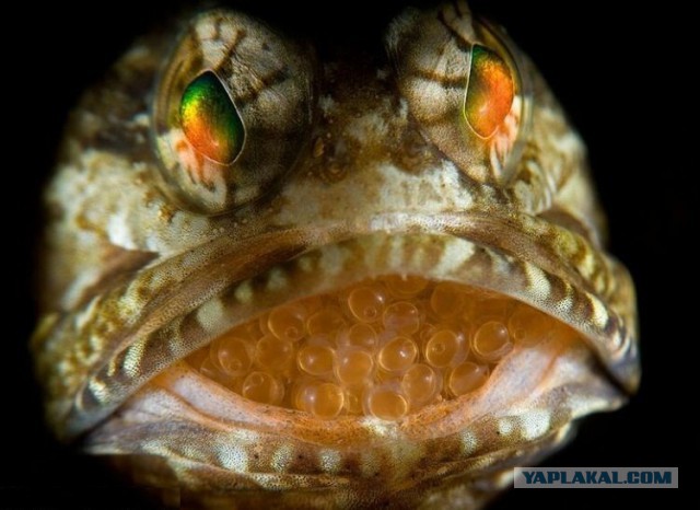 Скоро во всех гнёздах страны!... и не только