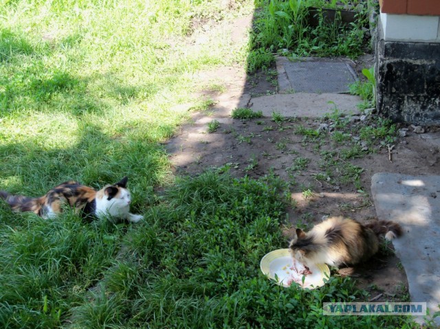 Трёхцветная - значит к счастью!