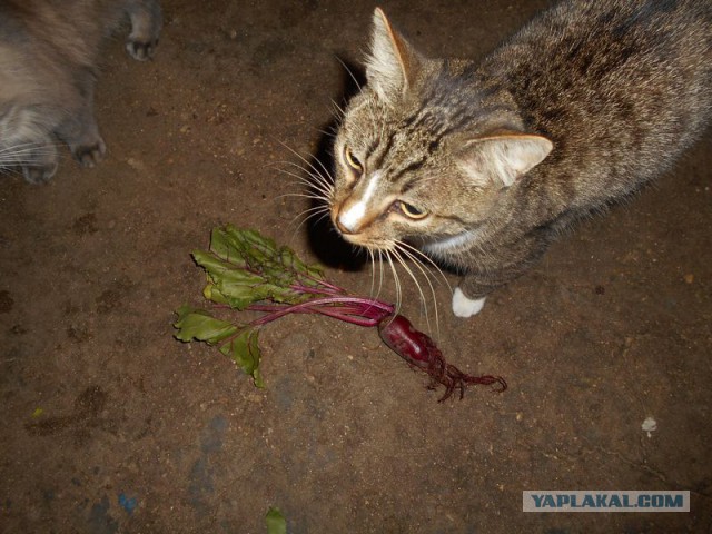 Жизнь домашнего приюта для котеек 118