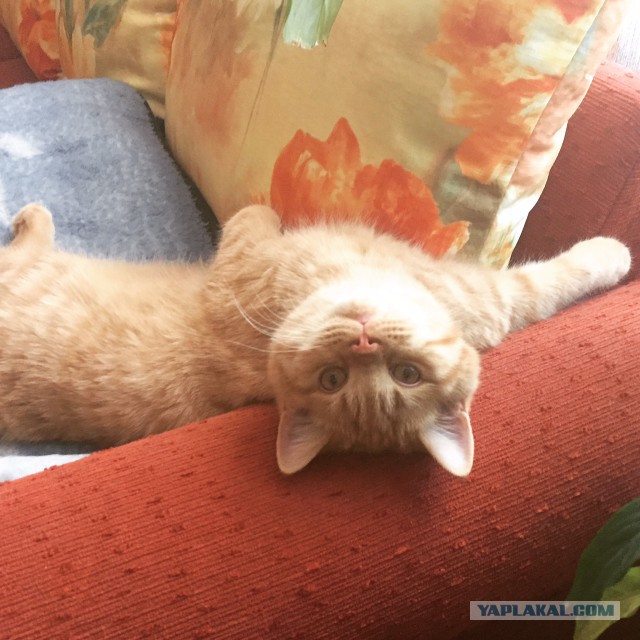 Котовторник. Алиса. Одно из лучших творений природы.