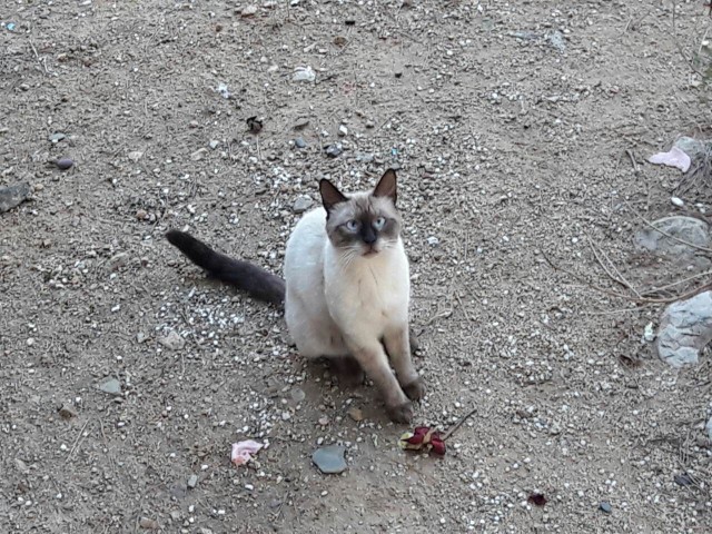 Котовторник 22.11.2016