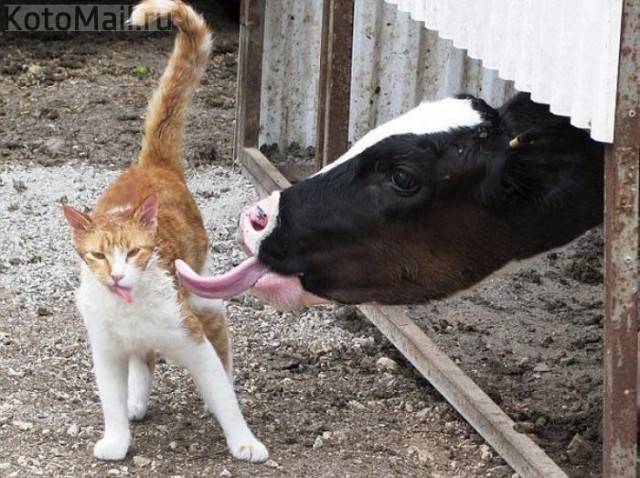 Коты из сети