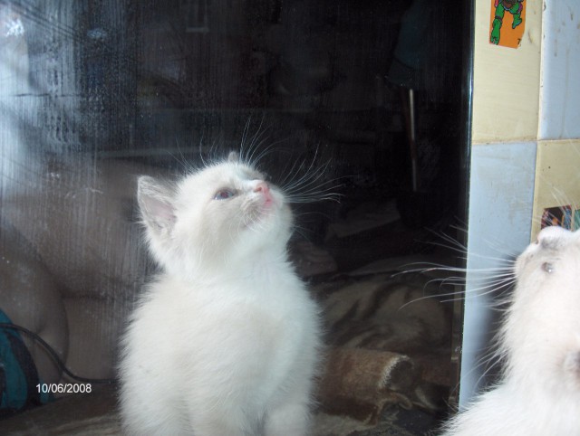 Коты из сети
