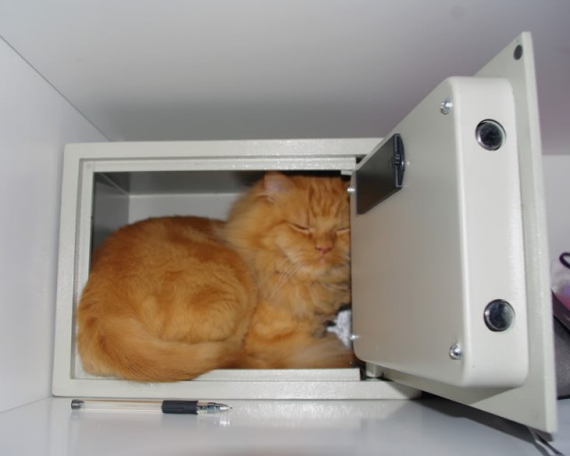 Коты и Кошки