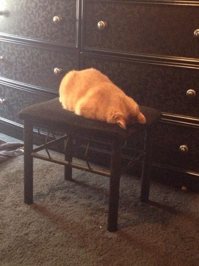 Коты и Кошки