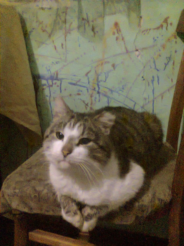 Коты и Кошки