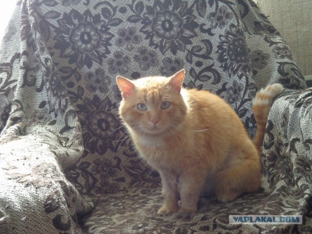 Котовторник 13.06.2017