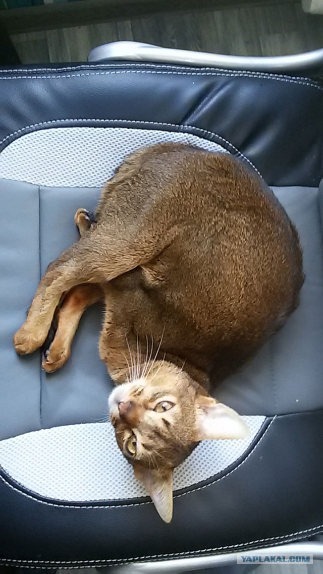 Мой кот и кот тёщи